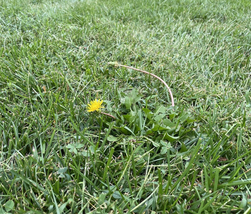 Dandelion and white clover in grass, located in front of Plant Science Hall building on east campus. 