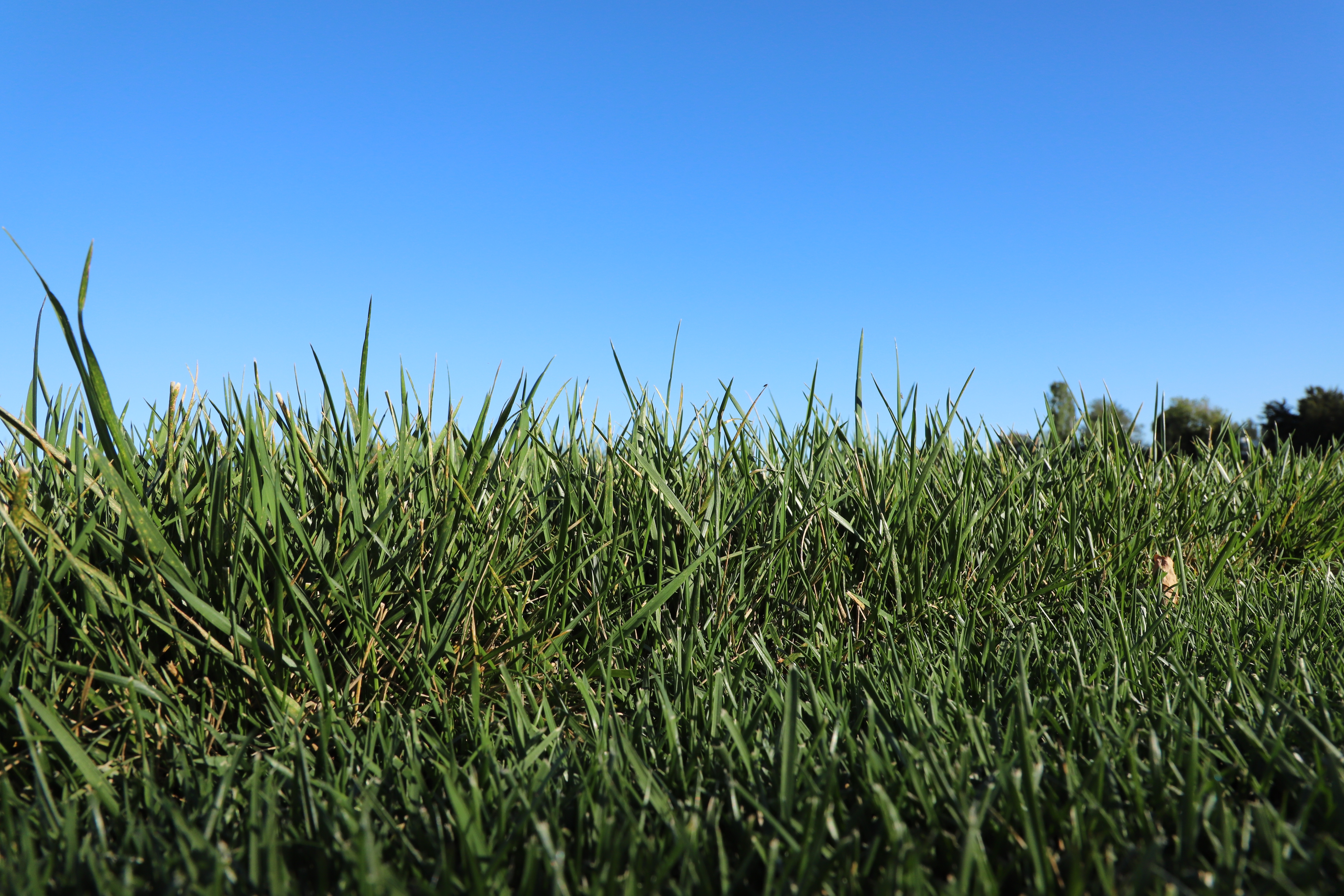 Grass area on a blue clear sky day. 