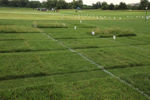 Nebraska Turfgrass Field