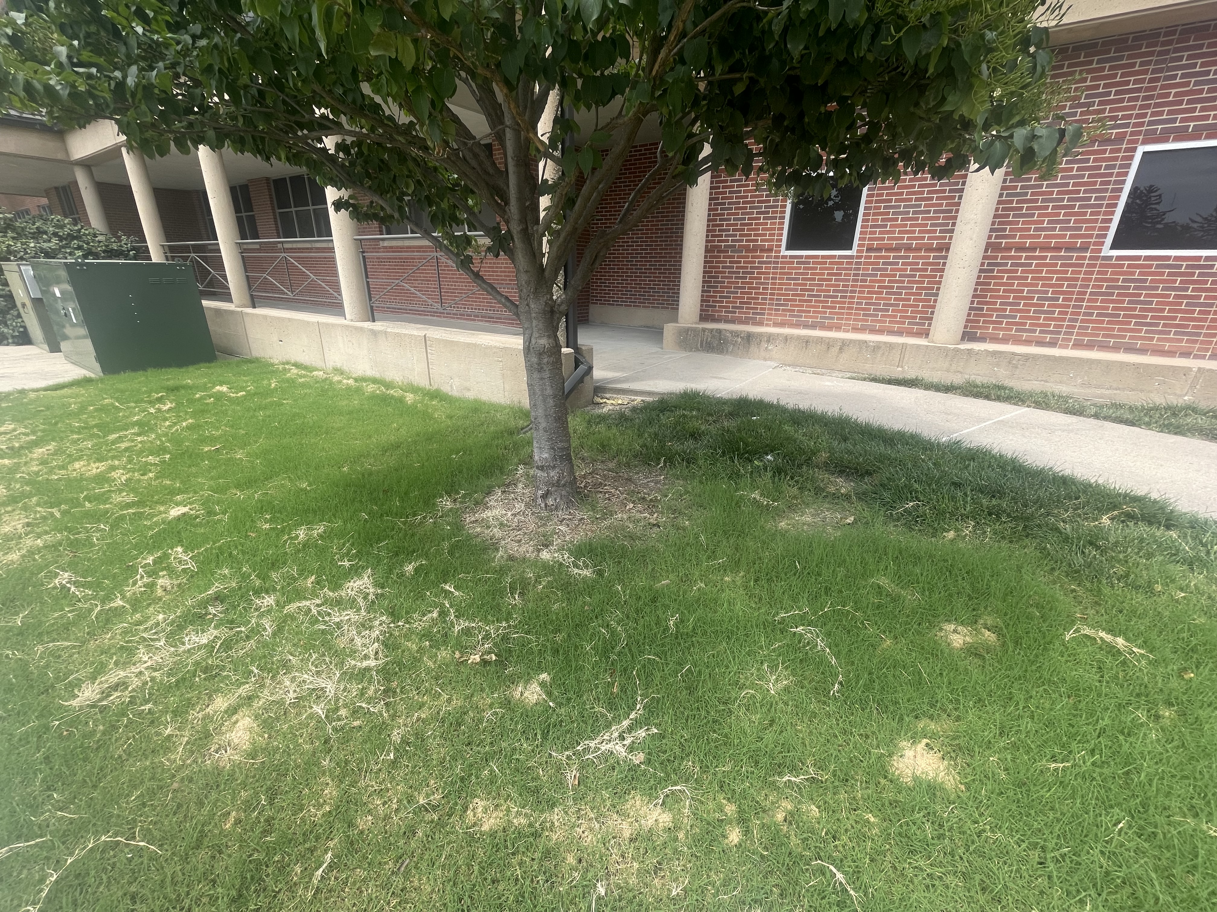Tree with common Bermudagrass, a sidewalk, and a red brick building in the background.
