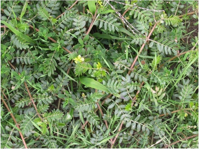 Dense green foliage with puncturevine and yellow flowers scattered throughout.