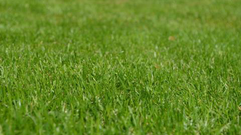 Cool Season Lawn Calendar for Western Nebraska