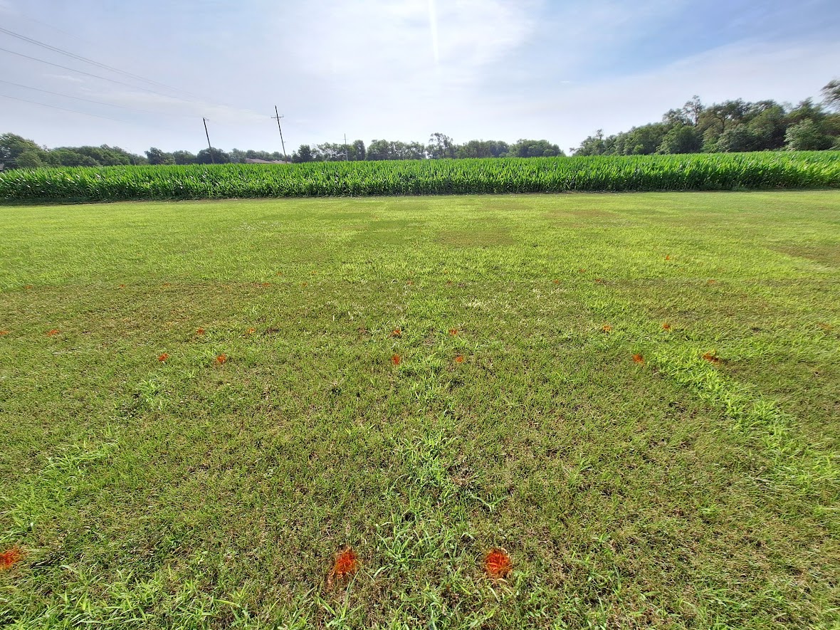 Foxtail trial plots at East Campus Turfgrass Research Center 