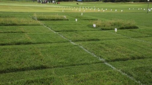 Nebraska Turfgrass Field