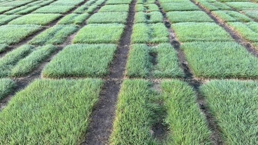 Evaluation of Advanced Buffalograss Selections