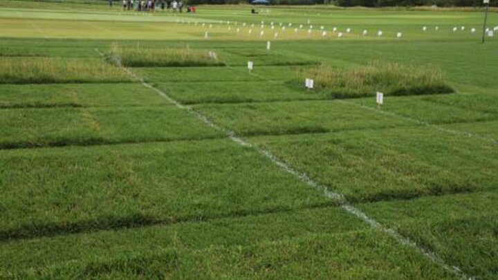 Nebraska Turfgrass Field