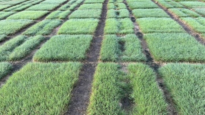 Evaluation of Advanced Buffalograss Selections