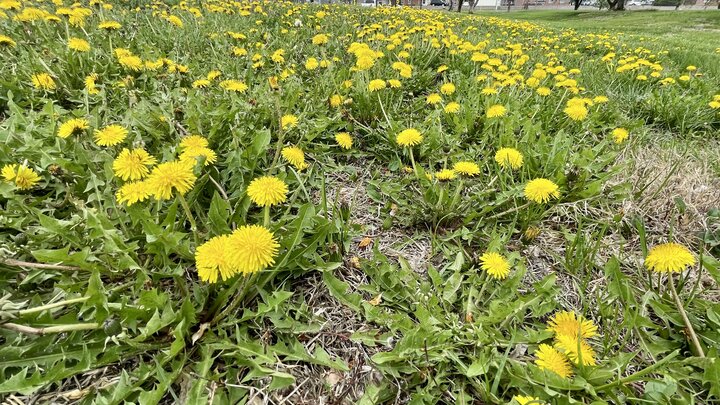 Dandelions near the westside sidewalk next to the East Campus Turfgrass Research Center in Lincoln, NE.