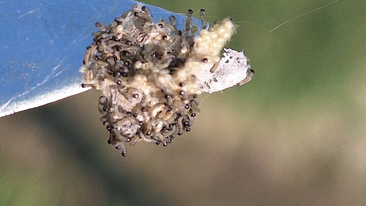Hatching of fall armyworm at the East Campus Turfgrass Research Center. Photo by Matt Sousek. 