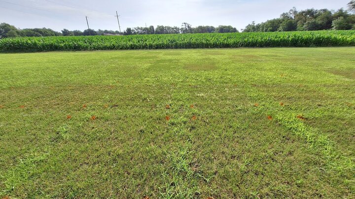 Foxtail trial plots at East Campus Turfgrass Research Center 