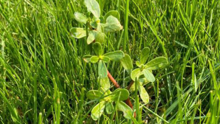 Be cautious with herbicide applications and high temperatures