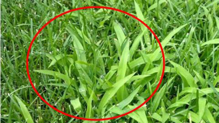 Mid-season crabgrass management and control