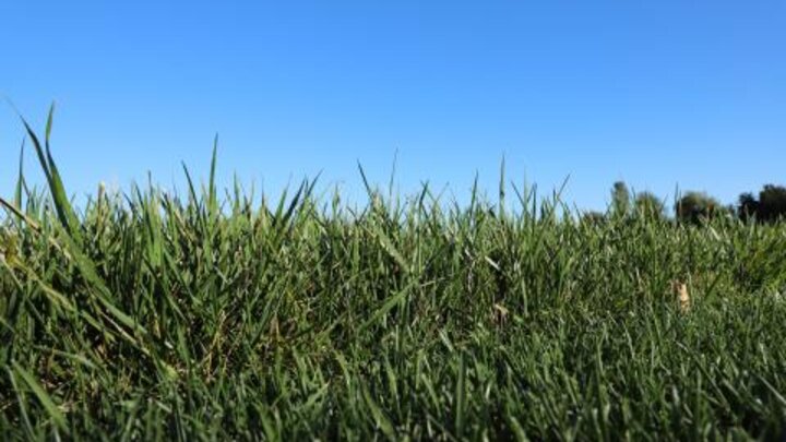 Overseeding in fall