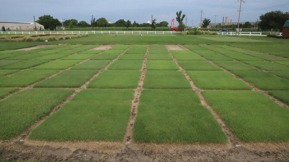 Buffalograss plot at Nebraska Turfgrass Field Day. 