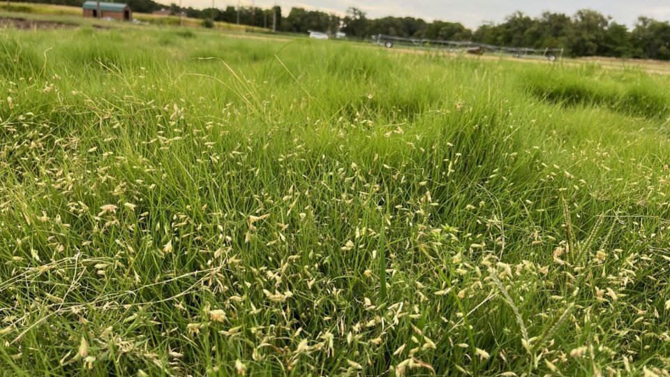 Buffalograss seedheads at East Campus Turfgrass Farm