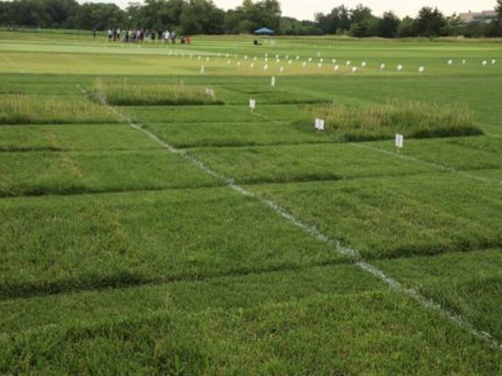 Nebraska Turfgrass Field