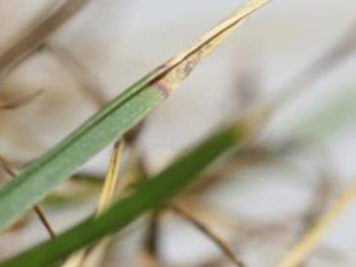 Symptoms of Ascochyta leaf blight in a Kentucky bluegrass lawn