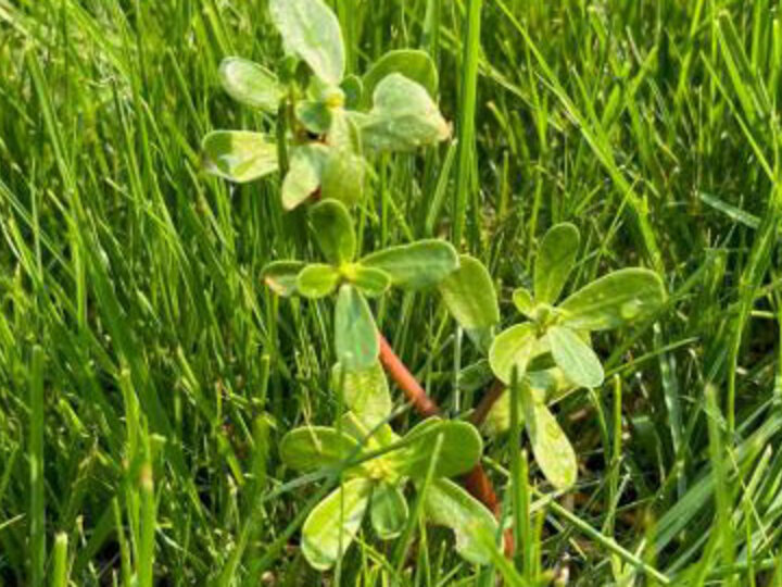 Be cautious with herbicide applications and high temperatures