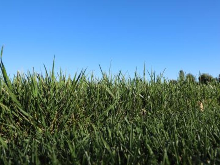 Overseeding in fall