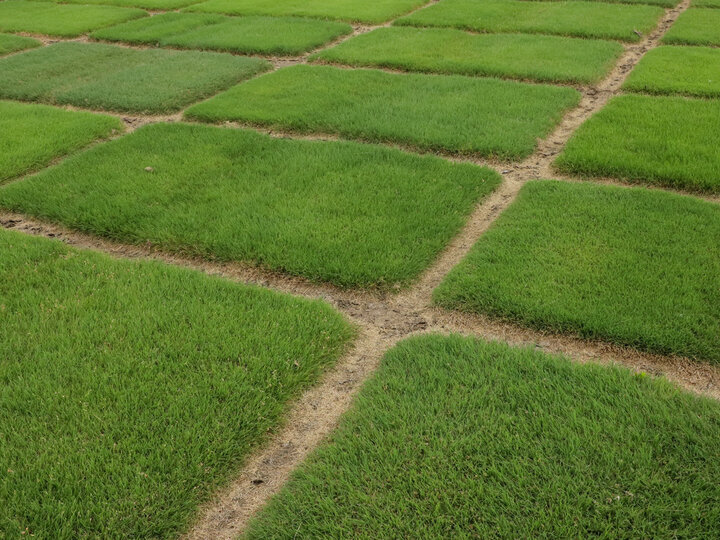 Buffalograss plots