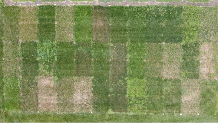 125 days after seeding in August.