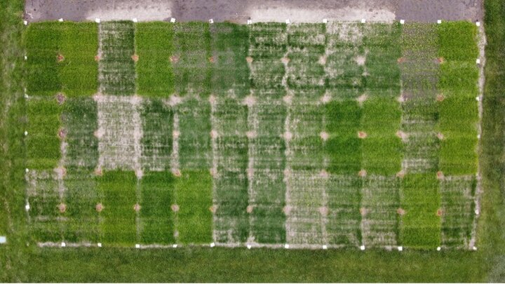 40 days after seeding in May. 