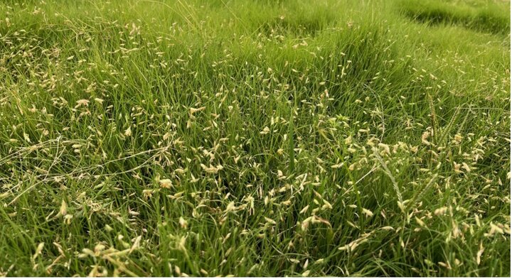 Buffalograss with seed heads. 