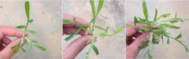 Crabgrass tillers progress. 