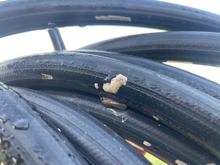 Eggs of fall armyworm on water hose with adult fall armyworm.
