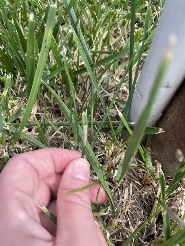 Egg masses of fall armyworm on the pole of the weather station and tall fescue grass blades at East Campus Turfgrass Research Center.