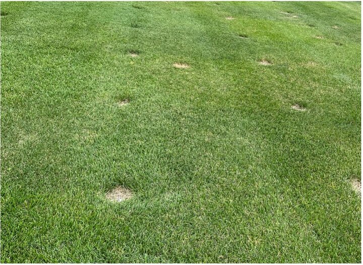 Close up of Kentucky bluegrass NTEP plots. 