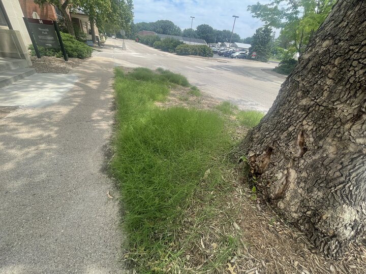Sidewalk beside a large tree with common bermudagrass and mulch, leading to a parking lot under a sunny sky.
