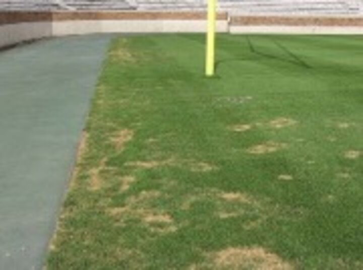 Necrotic ring spot on athletic field. Photo by Zac Reicher.
