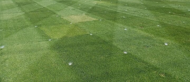 Perennial ryegrass NTEP plots. 