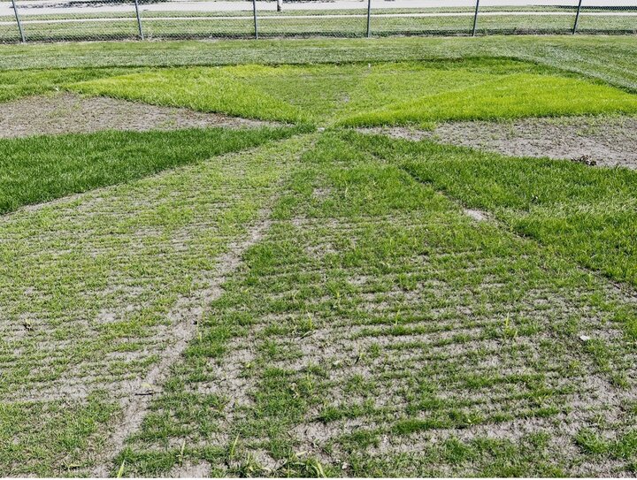 Various seeded types and cultivars of grasses on a spoke and wheel plot. 