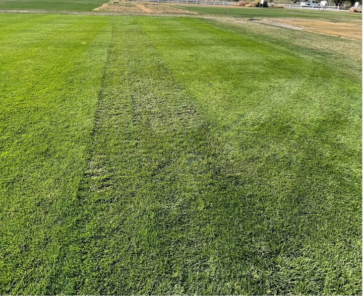 HGT Kentucky bluegrass plot receiving traffic (left) or not (right). 