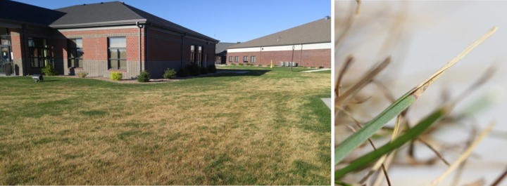 Ascochyta leaf blight in a Kentucky bluegrass lawn