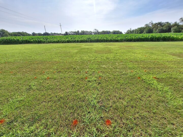 Foxtail trial plots at East Campus Turfgrass Research Center 