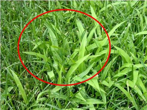 Late season crabgrass contamination